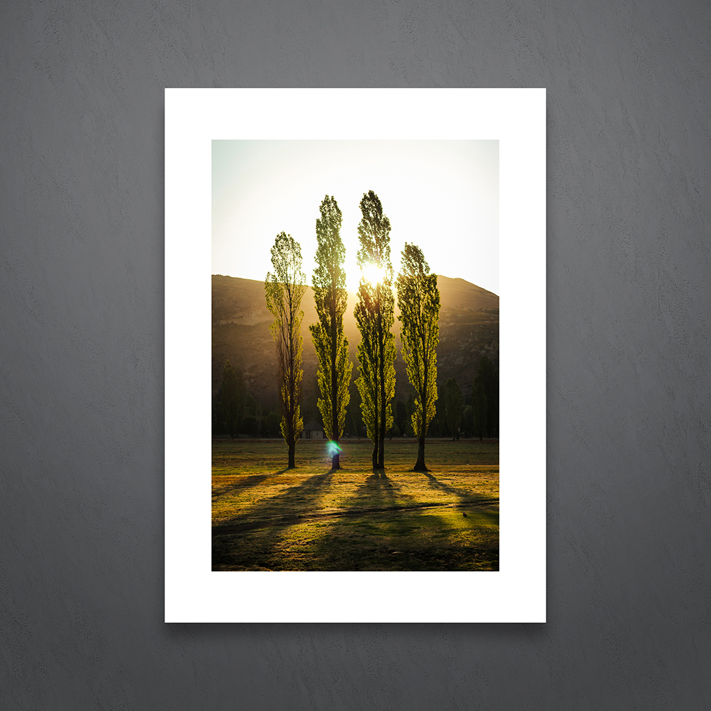 Poplar Sunset